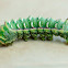 Hubbards Small Silkmoth