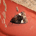 Four-spotted Moth
