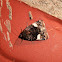 Four-spotted Moth