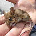 Wood mouse