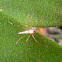 lynx spider
