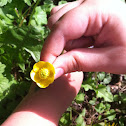 Buttercups