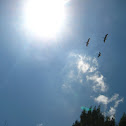 Brown Pelicans