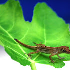 Brown Anole