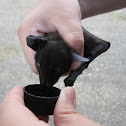 Greater Musky fruit bat