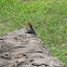 Kenyan Rock Agama