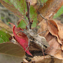Wheel Bug (female)