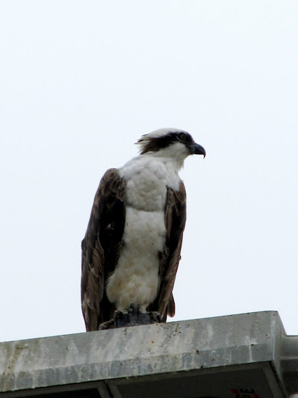 Spotting Image 1