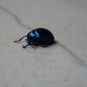 Beetle