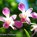 Orchid