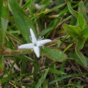 Virginia buttonweed