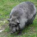 Pot belly pig  (Hängebauchschwein)