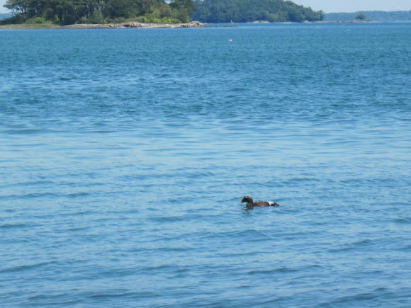 Spotting Image 1