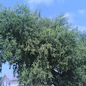 Box elder