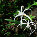 spider lily