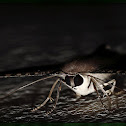 Andaman Uraniid Moth