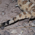 Sidewinder
