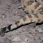 Sidewinder