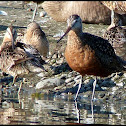 Hudsonian Godwit