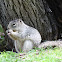 Ardilla de las rocas, Rock squirrel