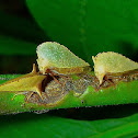 Treehoppers