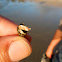 Hermit Crab
