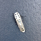 Wood Leopard Moth