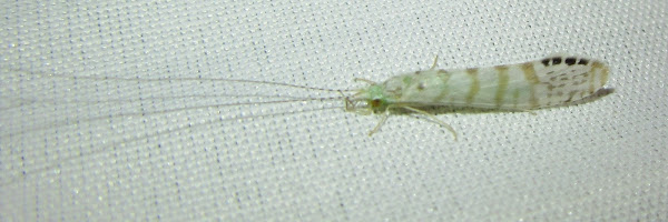 White Miller Caddisfly | Project Noah