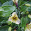 Alstroemeria