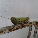 Grasshopper
