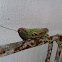 Grasshopper
