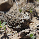 Texas Horned Lizard