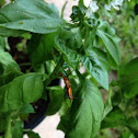 Milkweed Assassin Bug