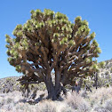 Joshua Tree