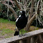 Australian Magpie (Cracticus tibicen) 