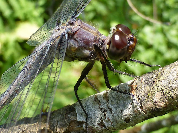 Spotting Image 1