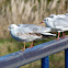 Black-headed Gull