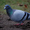 Feral Pigeon (city pigeons)
