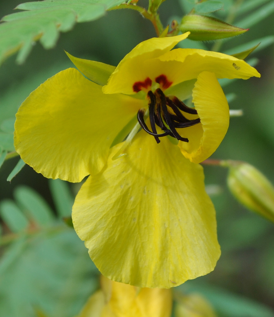 Partridge Pea