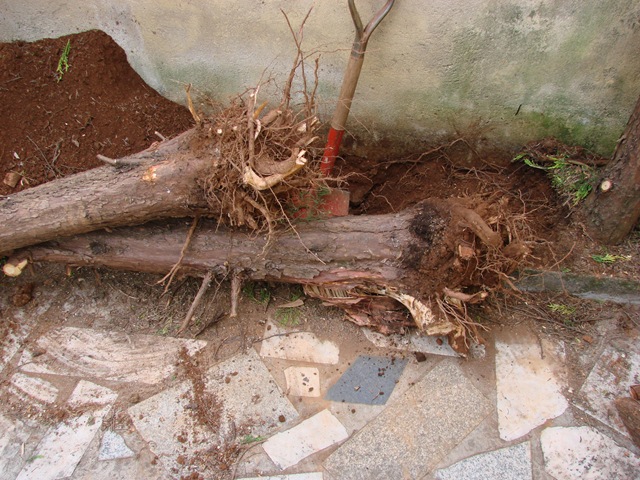 [Rætur á hekkinu[2].jpg]