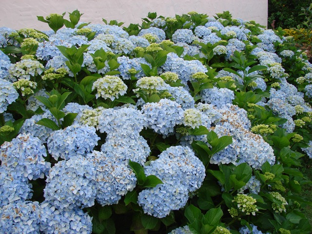 [2008-06-16 Hortensía 004[2].jpg]
