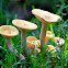 Cluster of Mushrooms
