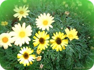 daisies 1024x768