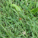 Unknown spotting