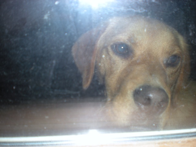 [obo the window puppy 003[2].jpg]