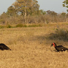 Southern Ground Hornbill