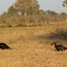 Southern Ground Hornbill