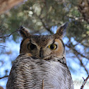Great Horned Owl