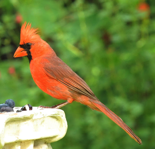 male northern cardinal Project Noah
