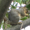 Western Gray Squirrel